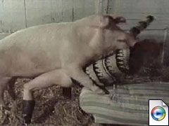 Pig Hard Fucks Woman - Video